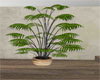 Bamboo Plant -Potted