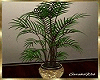 Gold Potted Willow Plant