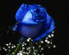 ~M~D~Blue Rose Rug