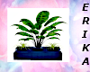dc01 plant