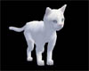 *White Adult PET cat