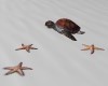 SEA TURTLE / STARFISH