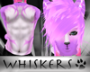 Whiskers :Tabby V3 HairM