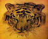 Tiger Picture