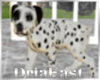 D: Dalmatian Puppy
