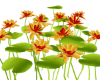 11 Lotus Flowers