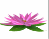 Lotus Flower W/posses