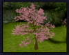 Pink Sakura Kissing Tree