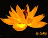 {DaMop}Enlightened Lotus