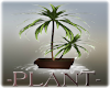 [Luv] Potted Palms