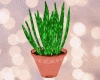 Aloe Pot [No1]