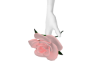 Pink Rose
