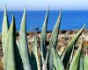 Agave by the Sea