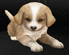 Couch Animated Puppy