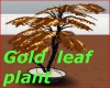 Gold leaf Plant