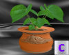 Lily Pot Plant