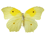 YELLOW BUTTERFLY!!!