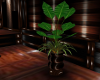 club essance plant v2