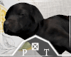 Black Puppy Sleeping