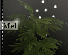 Mel*Weed Plant