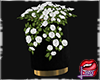 [LD]Flower♣Plant I