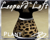*B* Leopard Loft Plant3