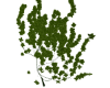 Ivy