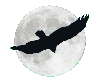 Hawk over Moon
