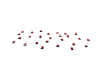 petal rose red