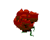 Blooming Red Rose