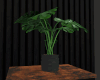 ND| House Plant