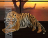 EQR:Tiger