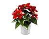 Poinsettia Plant