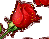 rose in heart