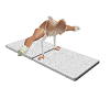 Yoga Workout