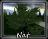 NT Shade Tree Poses