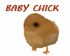 Baby Chick Avatar