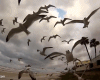 Animated Seagulls