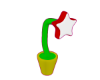 Dancing Star Pot Dev