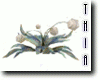Blue and White Flowers