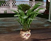 Shabby Chic Potted Plant