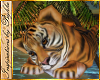 I~Baby Bengal Tiger Cub