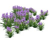 Purple Wild  Flowers