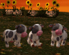 S! 3 Baby Cows