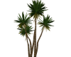 Yucca Tree