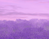 Lavender flowers