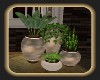 potted plants