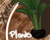 [KWEEN] Elephant Ear V5