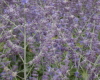 Lavender daisy oxford