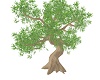 Elder Tree